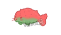 Watermelon Seal